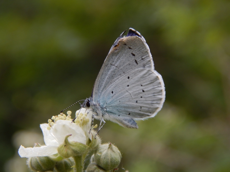 Celastrina argiolus ?